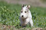 FOX TERRIER 316